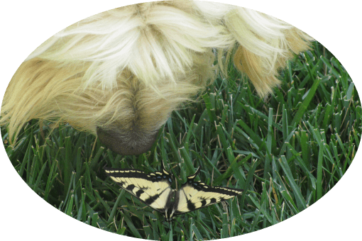 Dakota and Butterfly